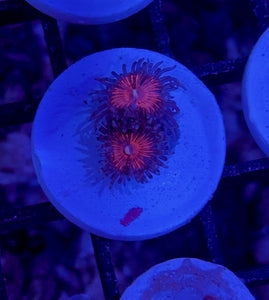 WYSIWYG ZOA 5 PACK - Aquacultured Mid Grade