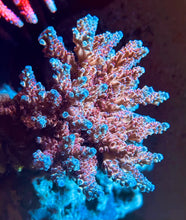 Load image into Gallery viewer, Cheezy Corals “Blue Cheese” Acro