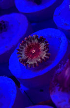 Load image into Gallery viewer, Cheezy Corals Apocalypse White Zombie Zoa