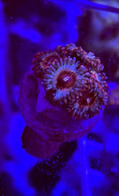 Load image into Gallery viewer, Cheezy Corals Apocalypse White Zombie Zoa