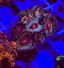 Load image into Gallery viewer, Cheezy Corals Apocalypse White Zombie Zoa