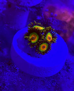 Rasta Zoa