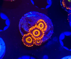 Orange Oxide Zoa