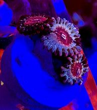 Load image into Gallery viewer, Cheezy Corals Apocalypse White Zombie Zoa