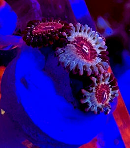 Cheezy Corals Apocalypse White Zombie Zoa