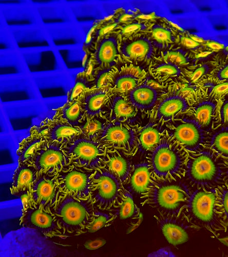 Rasta Zoa