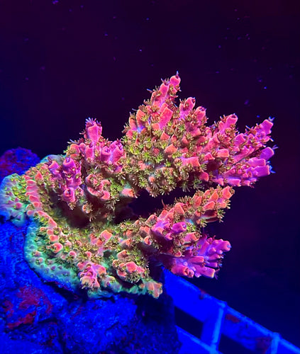 Cheezy Corals “Pina Colada” Acro