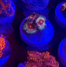 Load image into Gallery viewer, Cheezy Corals Apocalypse White Zombie Zoa