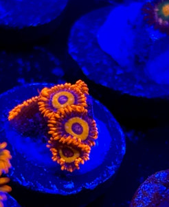 Orange Oxide Zoa