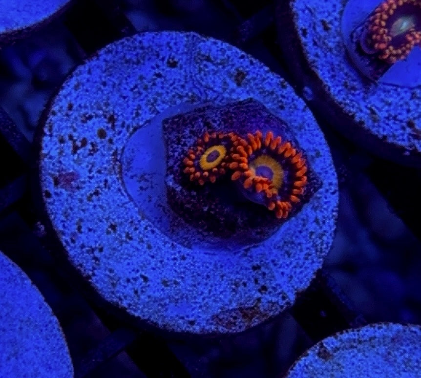 Wysiwyg “BHBEB” Zoa ( Blondie )