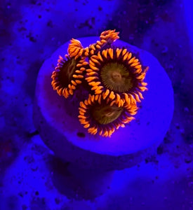 Mandarin Orange Zoa