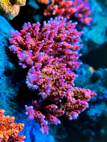 Cheezy Corals “The Mistress” Acro