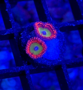 WYSIWYG ZOA 5 PACK - Aquacultured Mid Grade