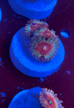 Load image into Gallery viewer, Cheezy Corals Apocalypse White Zombie Zoa