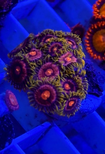 Cheezy Corals Juicy Fruit Zoa