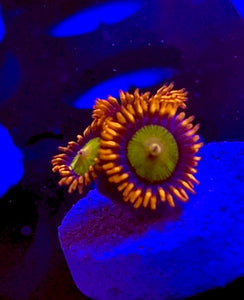 Mandarin Orange Zoa