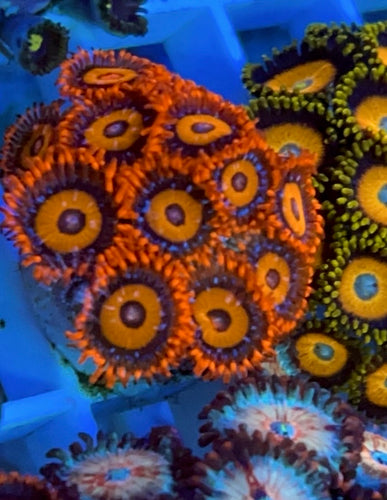 Orange Oxide Zoa