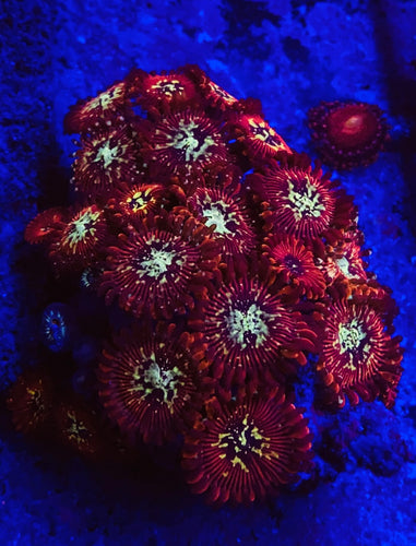 Cheezy Corals Red Scorpion Zoa