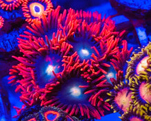 Load image into Gallery viewer, Punk Rocker Zoa