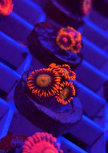 Mandarin Orange Zoa