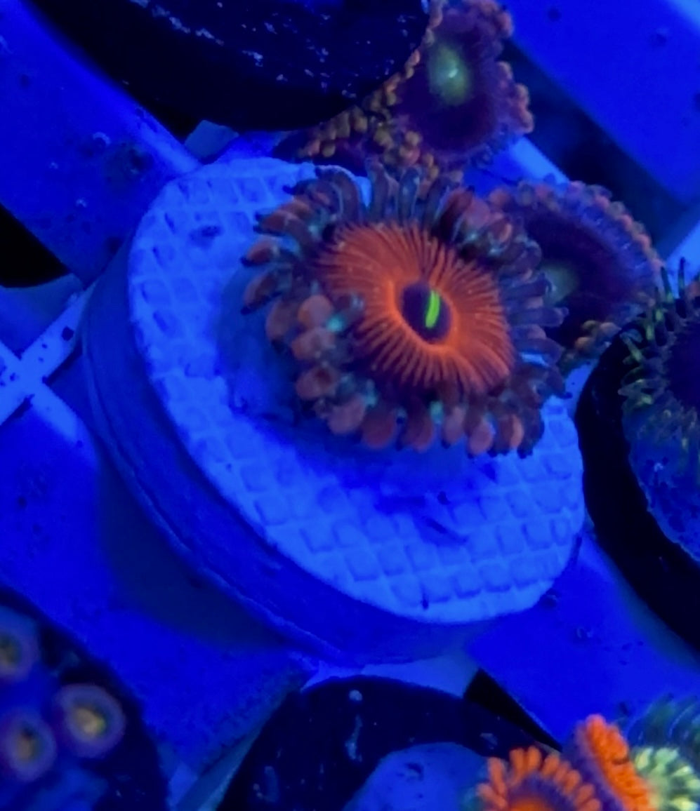 Wysiwyg “CB White Zombie” Zoa