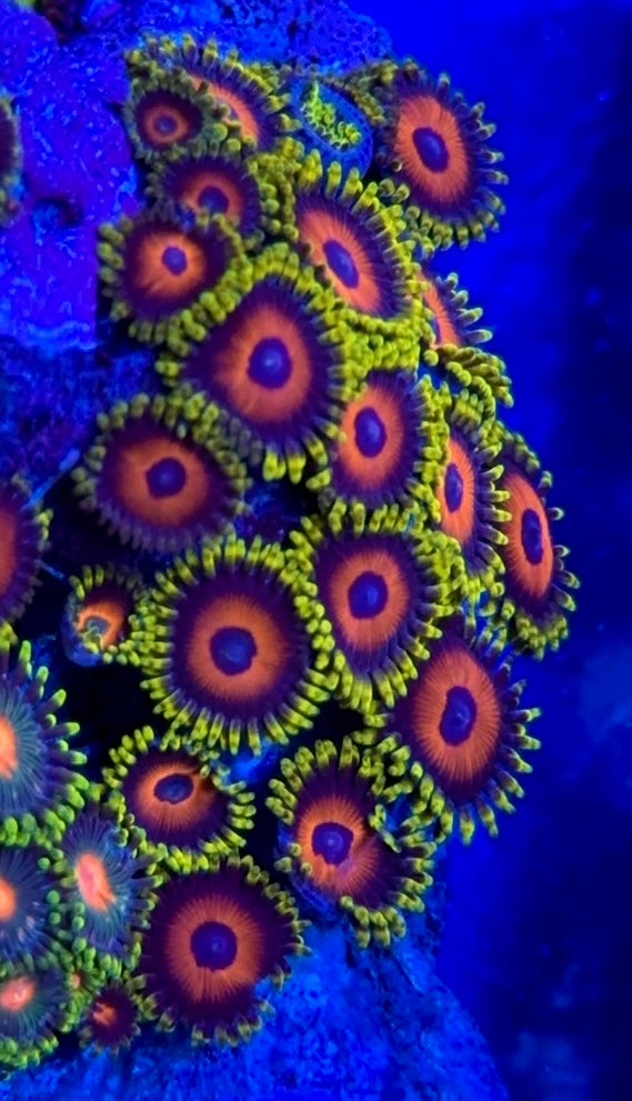 Eagle Eye Zoa