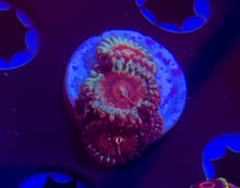 Load image into Gallery viewer, Cheezy Corals Apocalypse White Zombie Zoa