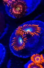 Load image into Gallery viewer, Punk Rocker Zoa