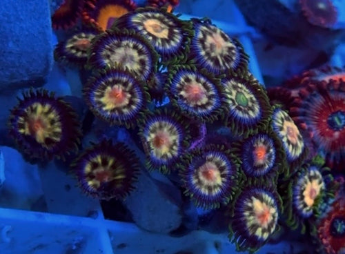 Stargazer Zoa