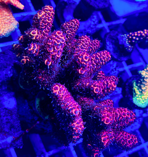 Cheezy Corals “Pink Taco” Milli