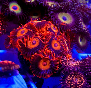 Orange Oxide Zoa