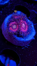 Load image into Gallery viewer, Pink Zipper Zoa