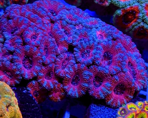 Unicorn Heart Acan