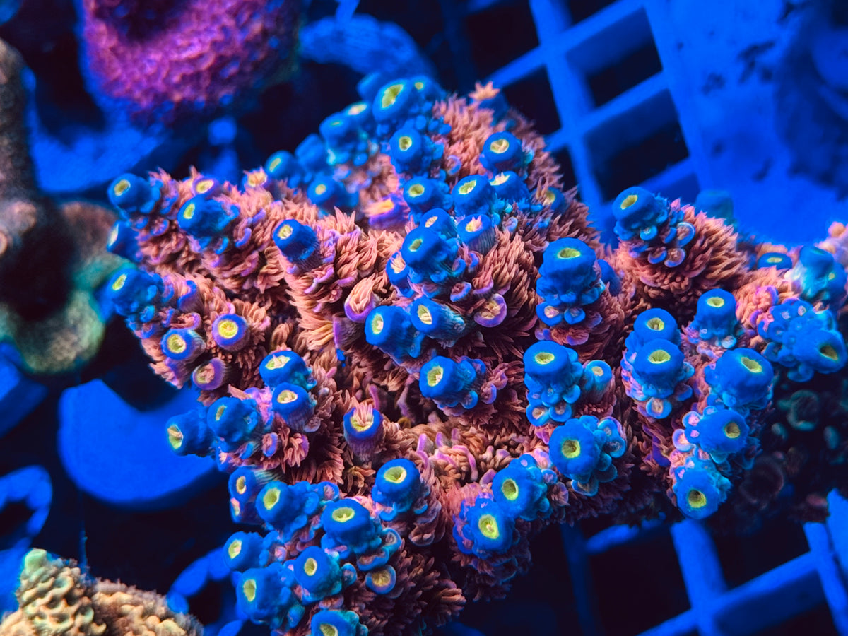 RR “Ultimate Orange Passion” SPS – Cheezy Corals Aquaculture