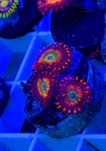 Load image into Gallery viewer, WYSIWYG SBB HEPHAESTUS ZOA Aquacultured