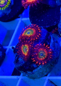 WYSIWYG SBB HEPHAESTUS ZOA Aquacultured