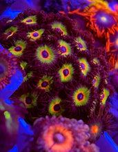 Load image into Gallery viewer, OG Bob Marley Zoa