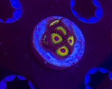 Load image into Gallery viewer, OG Bob Marley Zoa