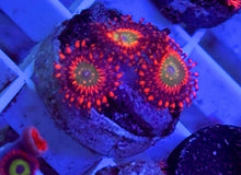 Load image into Gallery viewer, WYSIWYG SBB HEPHAESTUS ZOA Aquacultured