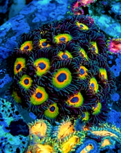 Load image into Gallery viewer, OG Bob Marley Zoa