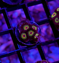 Load image into Gallery viewer, OG Bob Marley Zoa