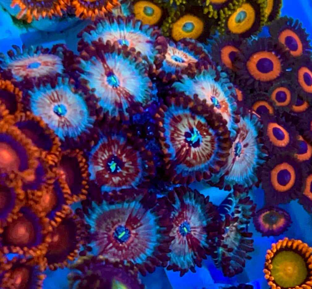 CB White Zombie Zoa – Cheezy Corals Aquaculture CB White Zombie Zoa – Cheezy Corals Aquaculture