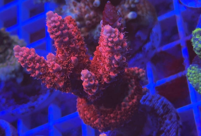 Battle corals back draft acro